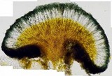 Lecidella carpathica image