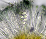 Lecidella carpathica image