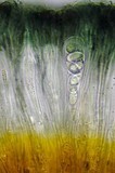 Lecidella carpathica image