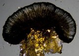 Lecidella carpathica image