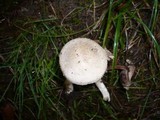 Agaricus moelleri image