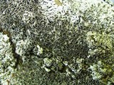 Physcia aipolia image