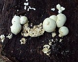 Lycogalopsis solmsii image