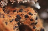 Lecidea lapicida image