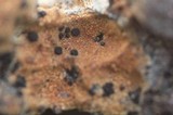 Lecidea lapicida image