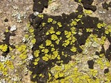 Candelaria concolor image