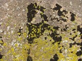 Candelaria concolor image