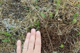 Cetraria islandica image