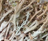 Cetraria islandica image
