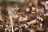 Cetraria islandica image