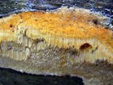 Perenniporia subacida image