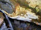 Perenniporia subacida image