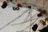 Microstoma floccosum image