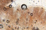 Microstoma floccosum image