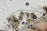 Microstoma floccosum image