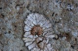 Placopsis gelida image