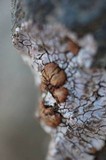 Placopsis gelida image