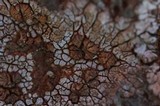 Placopsis gelida image