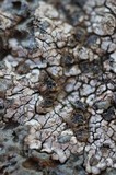Placopsis gelida image