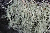 Alectoria sarmentosa ssp. vexillifera image