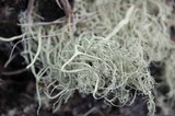 Alectoria sarmentosa image