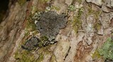 Pannaria rubiginosa image
