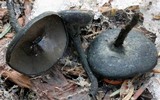 Plectania nannfeldtii image