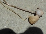 Conocybe apala image