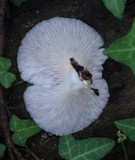 Pleurotus pulmonarius image