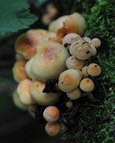 Pholiota alnicola image