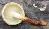 Pholiota alnicola image
