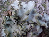 Parmotrema tinctorum image