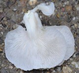 Pleurotus pulmonarius image