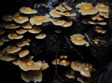 Kuehneromyces mutabilis image