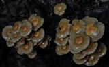 Kuehneromyces mutabilis image