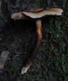 Kuehneromyces mutabilis image