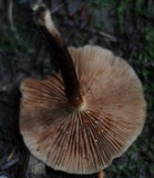 Kuehneromyces mutabilis image