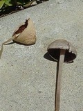 Conocybe apala image