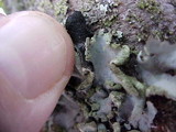 Parmotrema tinctorum image