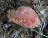 Fomitopsis cajanderi image