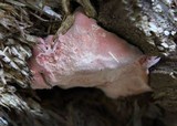 Fomitopsis cajanderi image