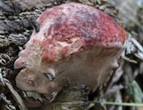 Fomitopsis cajanderi image