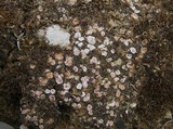 Psora decipiens image
