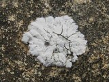 Solenopsora candicans image