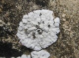 Solenopsora candicans image