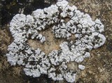 Solenopsora candicans image