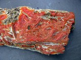 Phlebia coccineofulva image