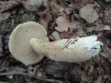 Tylopilus rubrobrunneus image