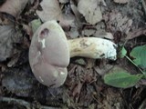 Tylopilus rubrobrunneus image