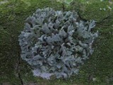 Physcia tenella ssp. tenella image